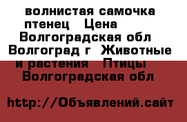 волнистая самочка птенец › Цена ­ 600 - Волгоградская обл., Волгоград г. Животные и растения » Птицы   . Волгоградская обл.